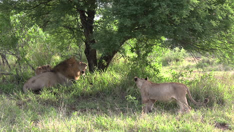 a lion cub greets his father as he lies under a tree in the shade