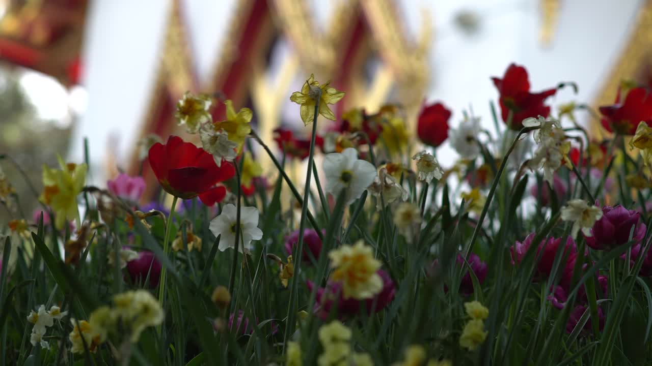 Una brezza di vento che soffia attraverso un campo di tulipani e narcisi e un tempio buddista thailandese nascosto sullo sfondo.