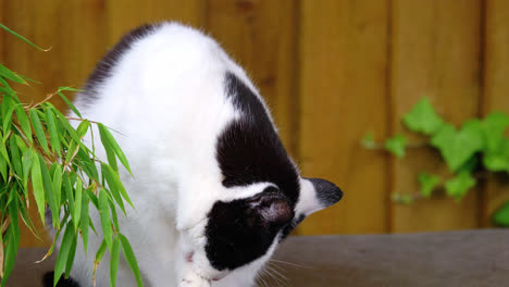 gato tom negro y blanco sentado al aire libre y limpiándose