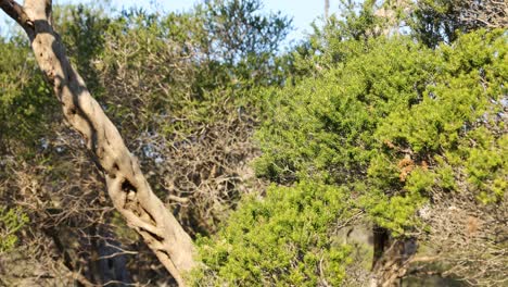 a tea tree swaying in the wind