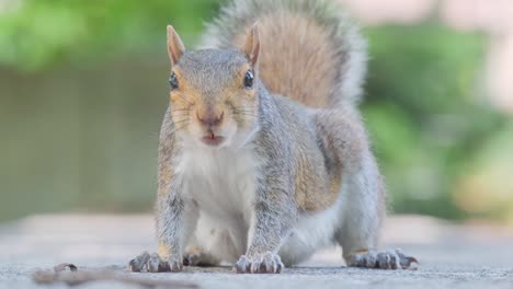 a closeup of a very curious squirrel intently gazing at the camera, showcasing its intricate and unique features