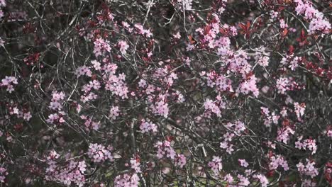 Still-motion-shot-of-a-cherry-blossom-tree-in-Victoria-British-Columbia-Canada-during-spring