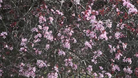 fotografía en movimiento de un cerezo en flor en victoria, columbia británica, canadá durante la primavera