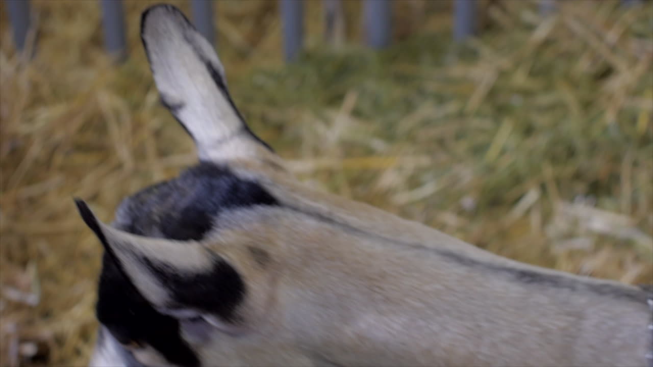 새장 슬로우 모션으로 오버헤드에서 세 마리의 흑백 염소