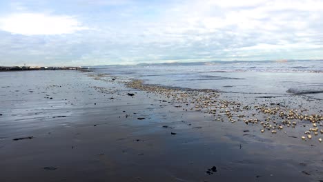 The-tide-gently-coming-in-on-a-long-beach,-with-clam-shells