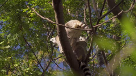 Lémures-De-Cola-Anillada-Especie-De-Lémur