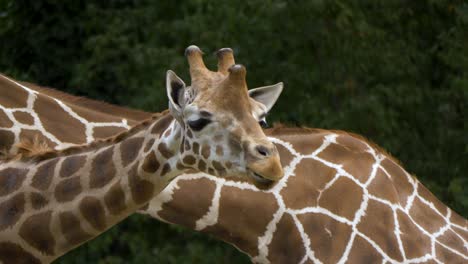 Zwei-Giraffen,-Die-In-Zeitlupe-Nebeneinander-Auf-Den-Grünen-Wiesen-Afrikas-Fressen