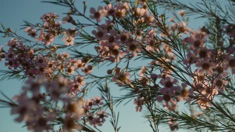 Blooming-Geraldton-Wax-while-the-sun-sets-in-Western-Australia-Slow-Motion-Panning-Shot