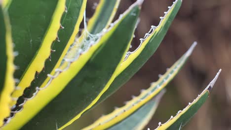 Una-Planta-Del-Desierto-Y-Una-Telaraña-Atrapada-Por-Una-Helada-Nocturna-Todavía-Visible-Al-Sol-De-La-Mañana