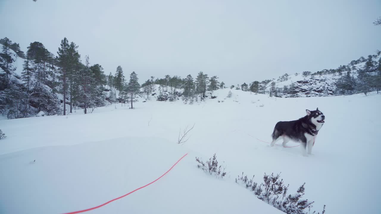 malamute de alaska mirando los alrededores en un día de invierno