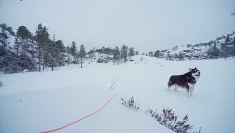 Alaskan-Malamute-Mit-Blick-Auf-Die-Umgebung-An-Einem-Wintertag