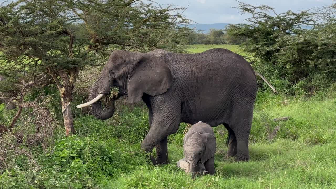 Baby elephant (Loxodonta africana) scratching its belly against the rock. Ngorongoro crater, Tanzania.