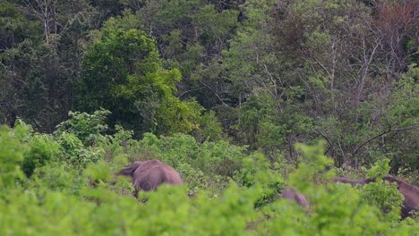 The-Asiatic-Elephants-are-endangered-species-and-they-are-also-residents-of-Thailand