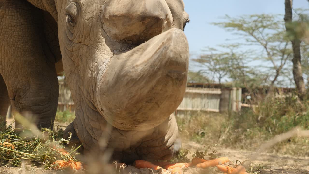súper primer plano del rinoceronte de sudán desde el nivel del suelo que muestra el cuerno de esta bestia legendaria