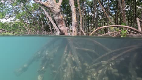 Split-Shot-of-Mangroves-and-Oysters,-4K,-FL