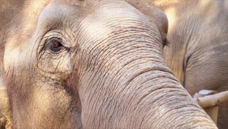 Elephants-of-Thailand