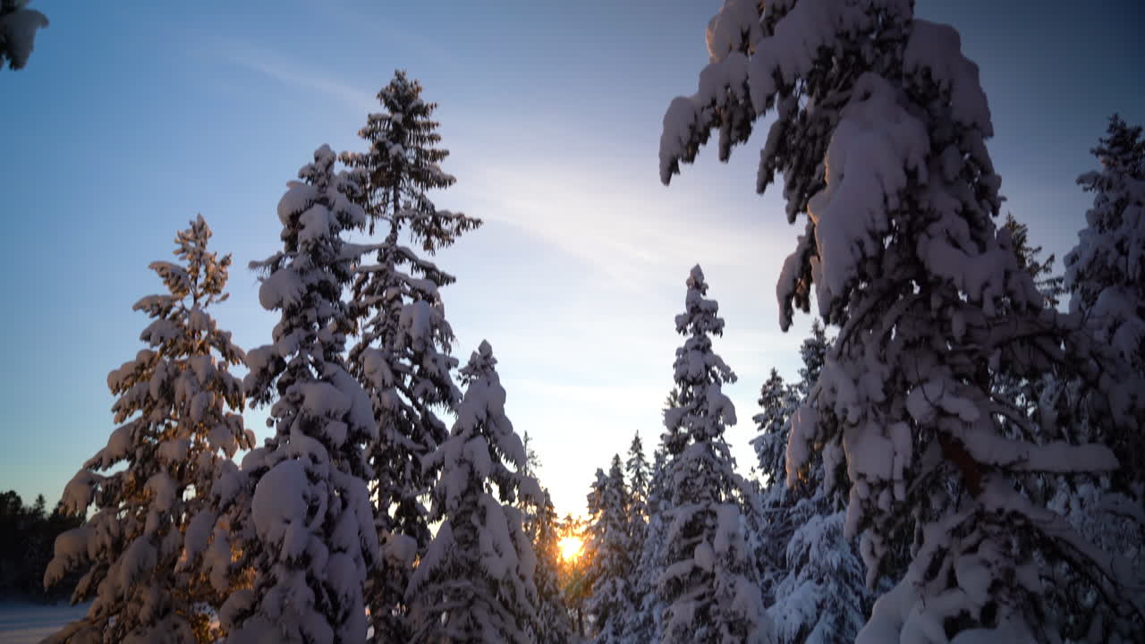 Panorering neråt av snötäckta träd i en arktisk skog under solnedgången