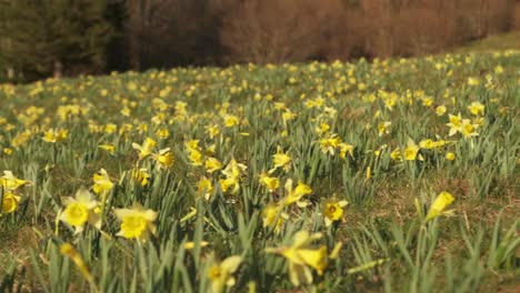 Campo-De-Flores-De-Narciso-Al-Atardecer-En-El-Campo-A-Cámara-Lenta