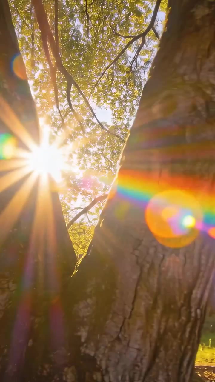 Video vertical: Encuadre de tronco de árbol partido mostrando detalles de la corteza en un parque, el sol alineándose con un destello de lente