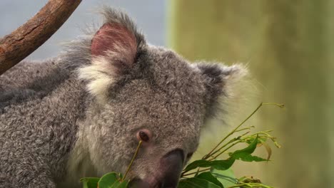 澳大利亞野生動物保護區 (australian wildlife sanctuary) 的一個小動物,phascolarctos cinereus,用他的小腳抓住一棵<unk>樹葉,然後<unk>著一棵樹枝.