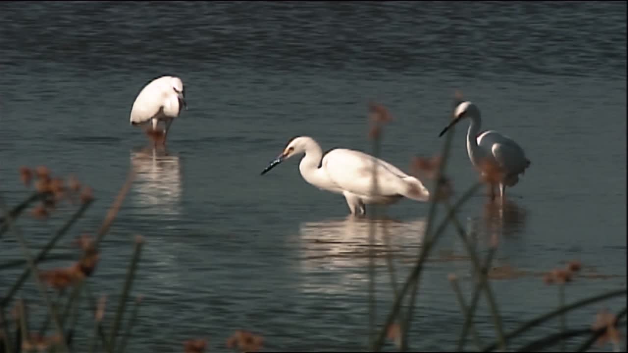 눈 백로 미국 avocet 및 기타 해안 조류는 유타의 베어 강 피난처에서 볼 수 있습니다
