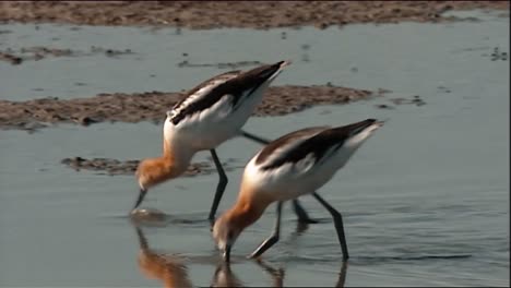 Garcetas-De-Las-Nieves-Avoceta-Americana-Y-Otras-Aves-Costeras-Se-Ven-En-El-Refugio-Del-Río-Bear-De-Utah