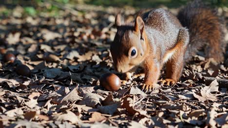 close-up video of a squirrel on the forest floor, surrounded by leaves and acorns