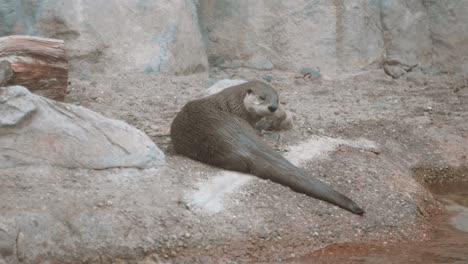 Una-Nutria-De-Río-Limpiándose-A-Cámara-Lenta