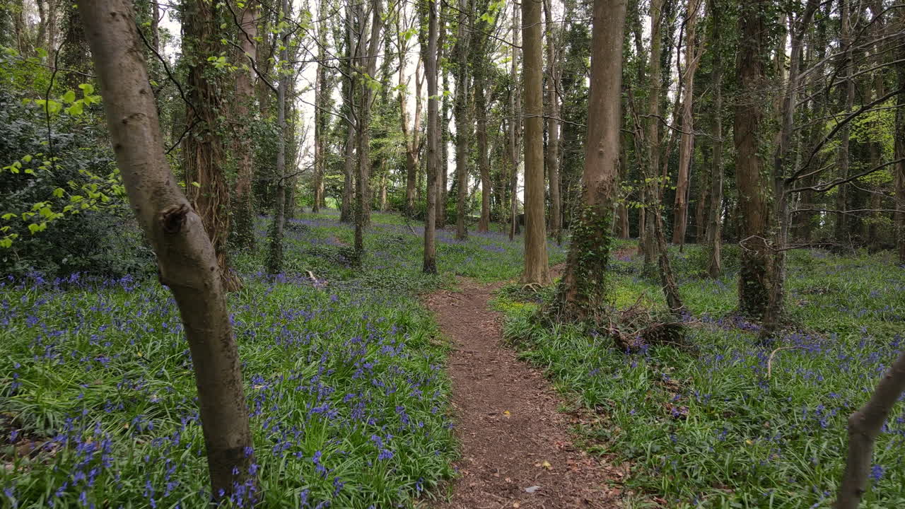 The sun pops in and out while filming this bluebell forest In Ireland