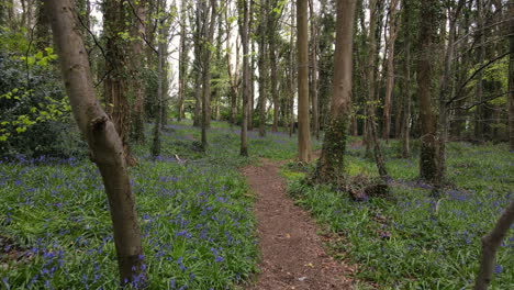 the sun pops in and out while filming this bluebell forest in ireland