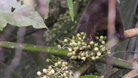 Small-white-nosed-Coati-eating-green-berries-in-tree-branches