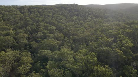 parque nacional del lago azul con bosque siempre verde en la isla de north stradbroke en queensland, australia