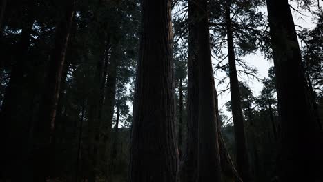 Giant-Sequoia-Trees-at-summertime-in-Sequoia-National-Park,-California
