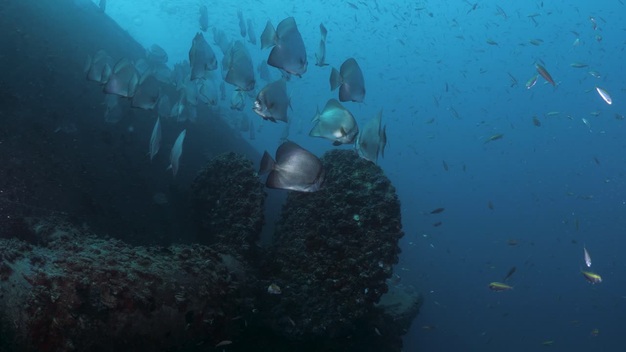 Underwater footage moving along a sunken shipwreck revealing the rusted propeller of the recently scuttled Ex-HMAS Tobruk to provide a artificial reef dive site for scuba divers