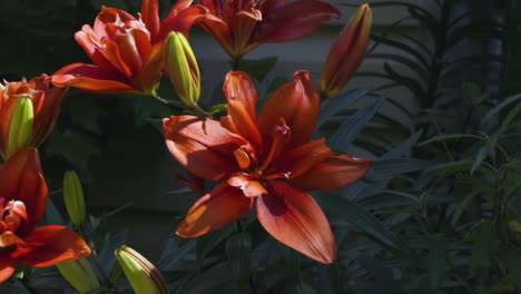 Small-group-of-red-lily-flowers-in-bright-light,-on-a-hot-and-windy-summer-day