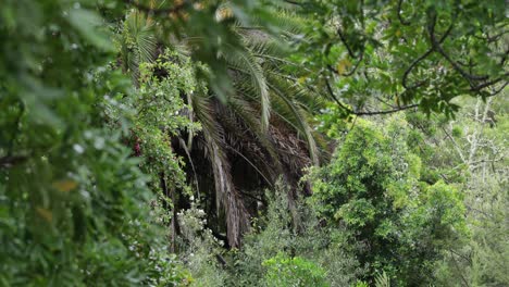 a dense growth of palm trees framed by other growth in the foreground with water dripping from earlier rain