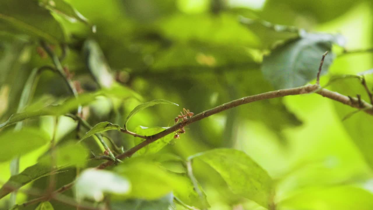 앙코르, 캄보디아 주변의 정글에 있는 생생한 녹색 잎 식물에 행진하는 붉은 불개미