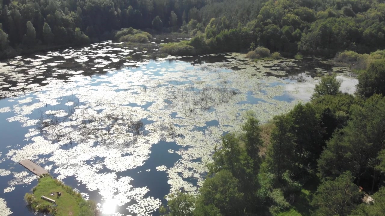 Vista aerea con drone si muove sopra un lago coperto di ninfee accanto a una fitta foresta estiva in Casciubia, Polonia, con un forte bagliore del sole e un tranquillo paesaggio di zone umide