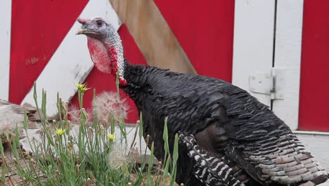 pavo domesticado con redecilla inflada delante de