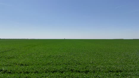 drone view over a infinite green wheat field with a blue sky in the background