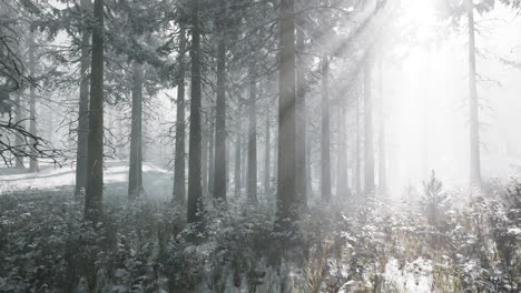 sunset or sunrise in the winter pine forest covered with a snow