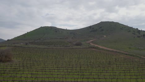 Drone-low-level-flyover-view-of-vineyard-field-towards-Mount-Shifon,-Israel