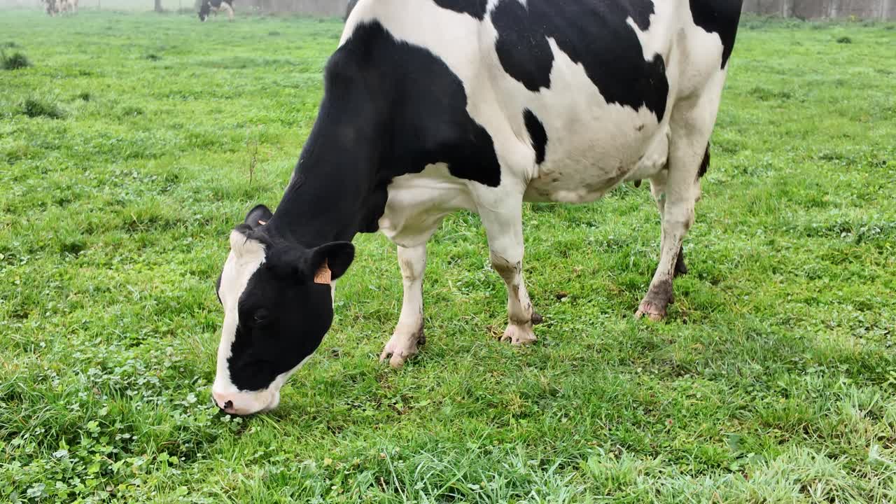 Close-up of a Holstein cow, the classic black-and-white dairy breed, calmly grazing on green grass as a light morning mist envelops the French countryside