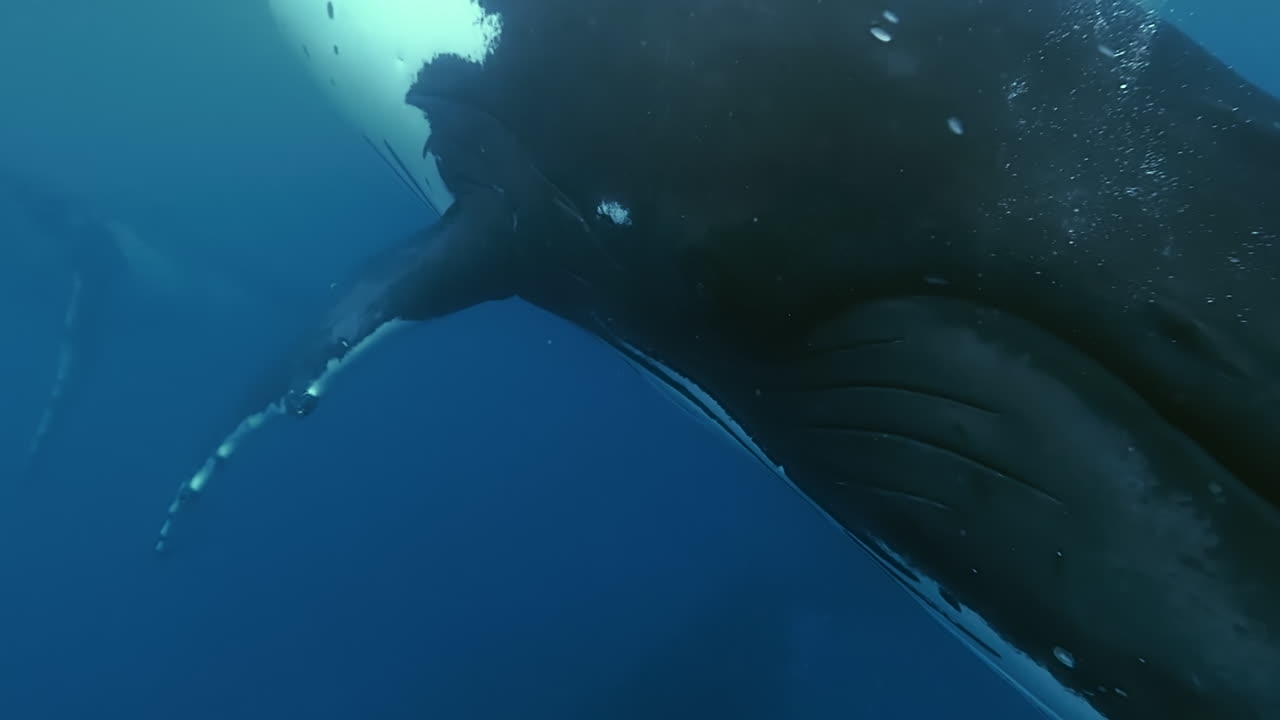Close encounter with humpback whales - first person view of swimming with giants