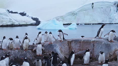 Penguin-Colony-Antarctica-Wildlife,-Lots-of-Gentoo-Penguins-in-Large-Group-on-Antarctic-Peninsula-Animals-Vacation,-on-Rocky-Rocks-and-Iceberg-Landscape-Scenery,-Amazing-Antarctica-Nature