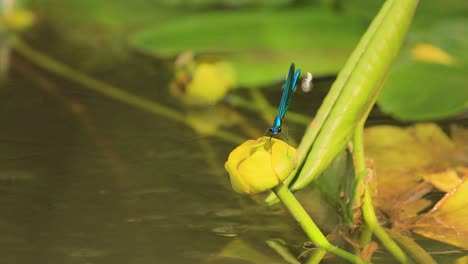 beautiful demoiselle (calopteryx virgo) is a european damselfly belonging to the family calopterygidae. it is often found along fast-flowing waters where it is most at home.