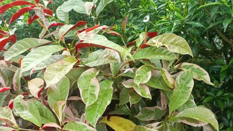 close up of rain and plant leaves excoecaria cochinchinensis