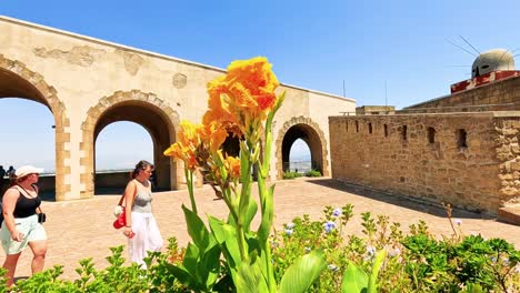 a vibrant flower near historic stone arches