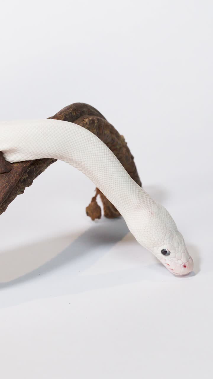 Serpente albino striscia lungo un ramo di legno con illuminazione da studio brillante, movimento minimo della telecamera, sfondo neutro