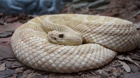 serpiente bothrops insularis, conocida como la cabeza de lanza dorada